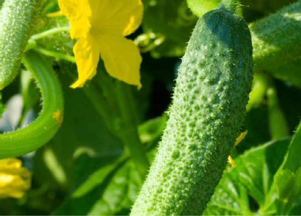 Primer plano del ingrediente Momordicin® en el contexto de NuviaLab Sugar Control.